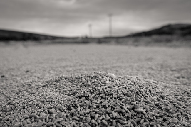 Wheat grains