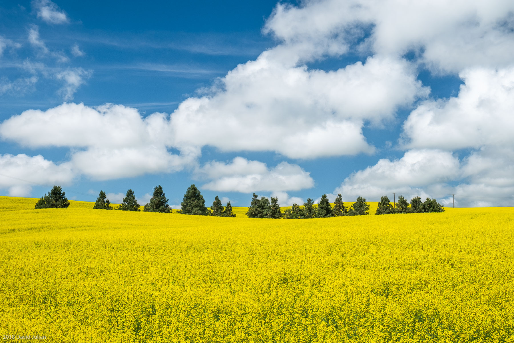 Palouse Canola fields 2018