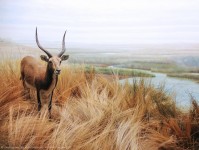 Cal Academy African Antelope