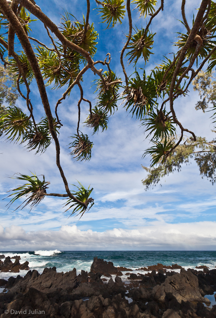 Coastline park, trees Ke'anae, HI