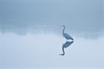 Great Blue Heron in fog