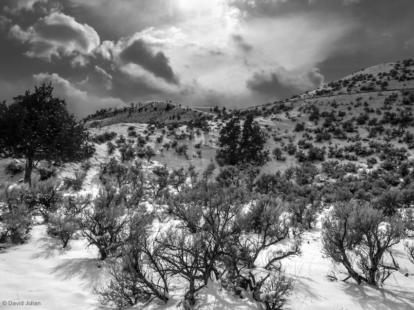 Sage, Snow, Sky