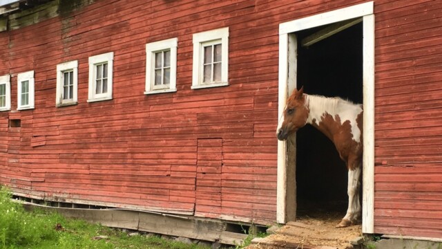 Curious Georgina guard her stable