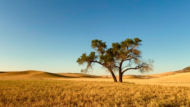 Twin Tree in Golden Hour