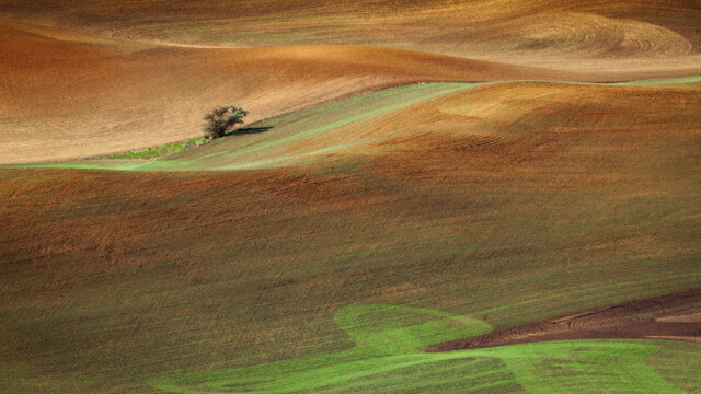 Lone Tree With Tracks On Gold Green Velvet
