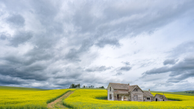 Canola surrounds Great Grandma Weber's house.